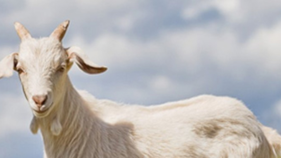 Üniversite mezunu oğlak!