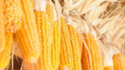 Mısırın faydaları