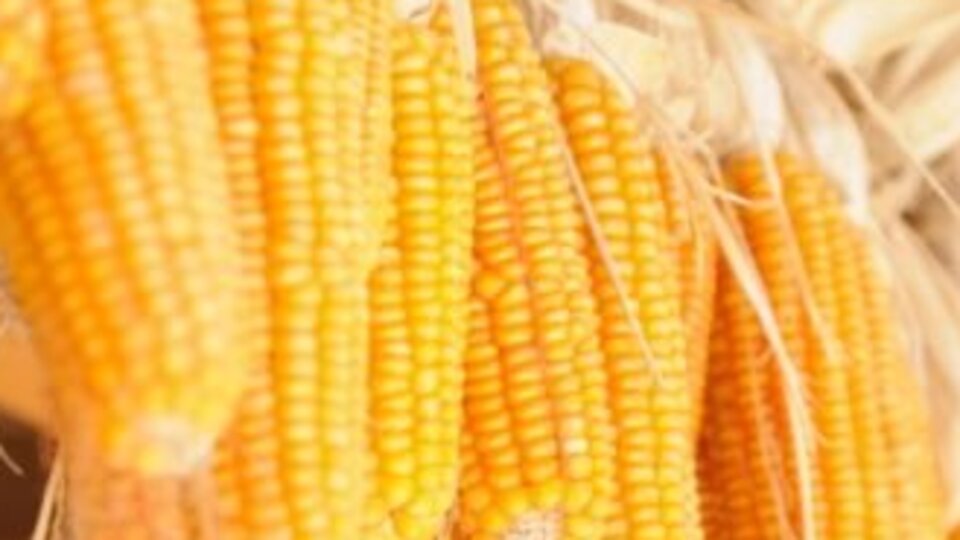 Mısırın faydaları