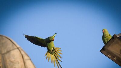 İstanbul'un papağanları