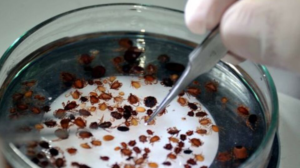 Hangi kene nasıl hastalık yapar?