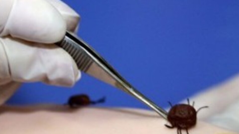 Piknik sezonu açıldı kene riski arttı