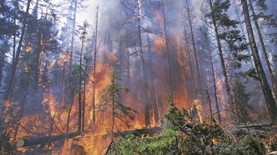 Balıkesir'de orman yangını