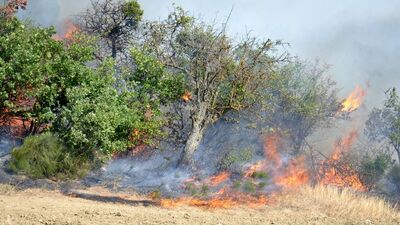 Balıkesir'de orman yangını!