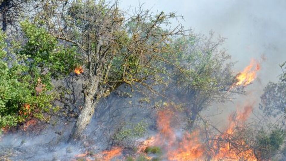 Balıkesir'de orman yangını!