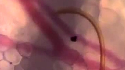 İlk kez görüntülendi