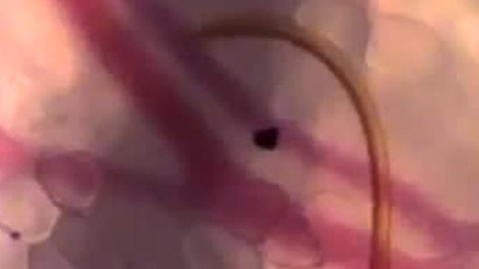 İlk kez görüntülendi