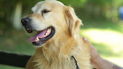 Kanseri koklayan köpek