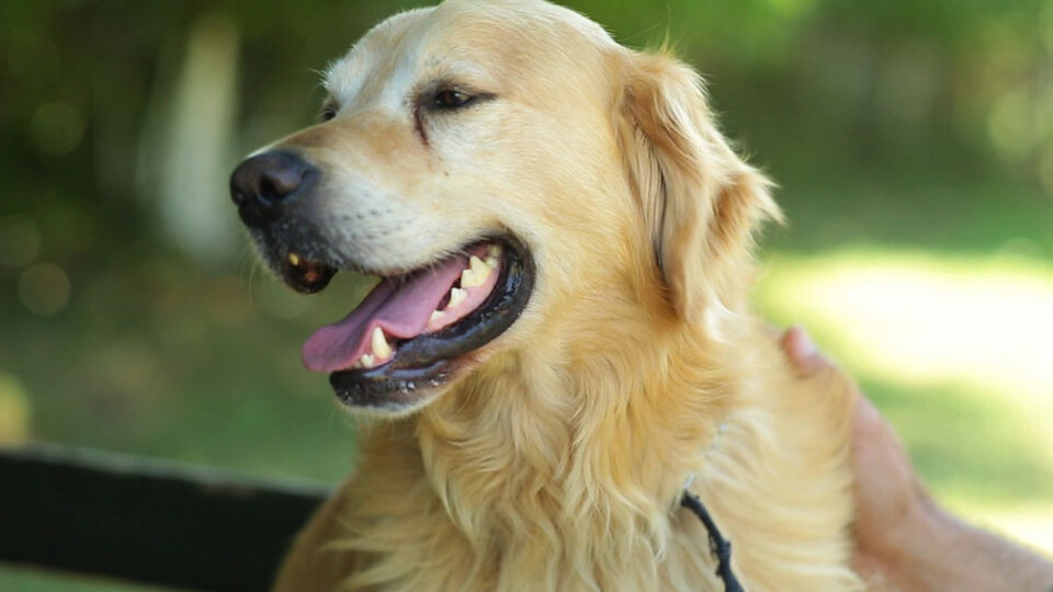 Kanseri koklayan köpek