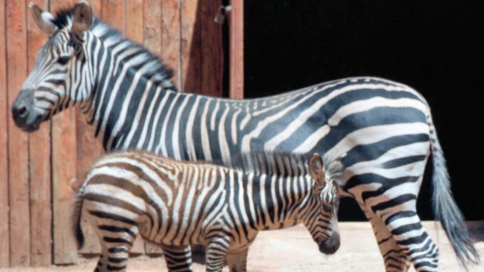 Türkiye'nin ilk zebra yavrusu