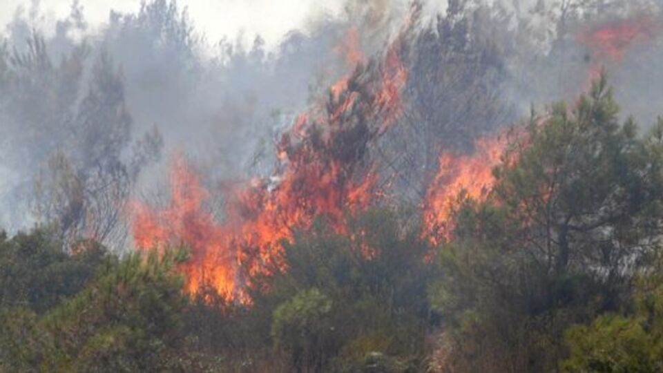 Bolu'da orman yangını