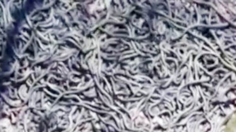 Kalbi olan izlemesin!