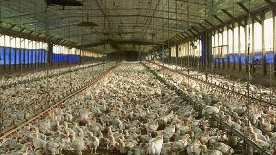 Tavuklarına 24 saat ilahi dinletiyor