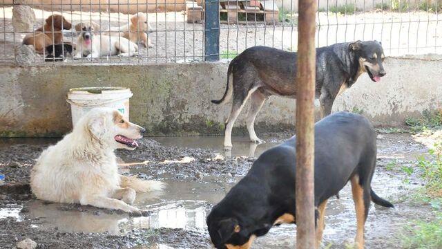 Tecavüz iddiası köpek toplattı