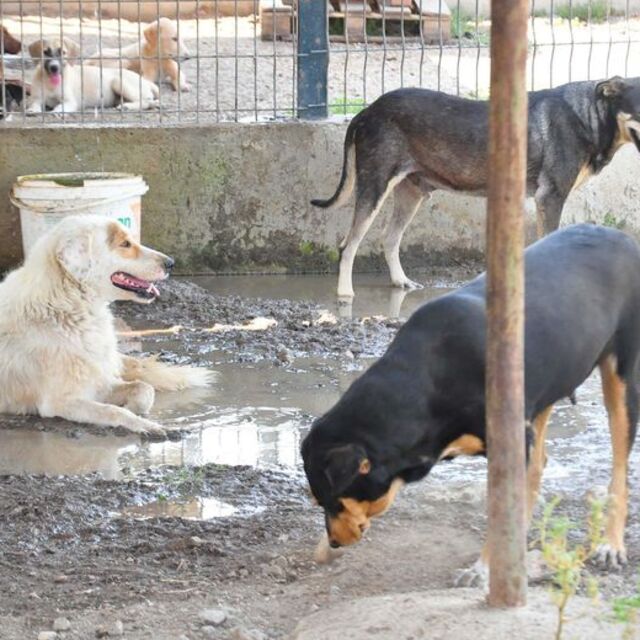 Tecavüz iddiası köpek toplattı