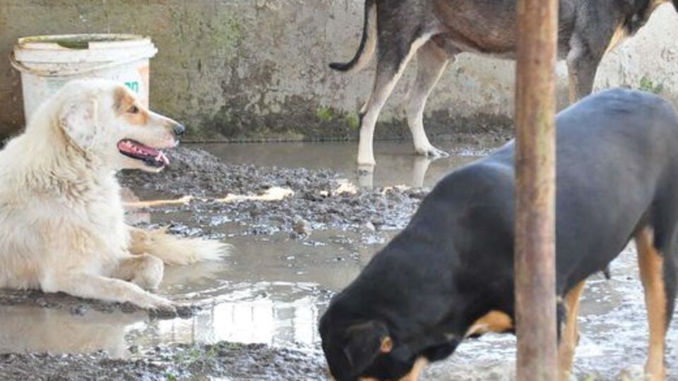 Tecavüz iddiası köpek toplattı
