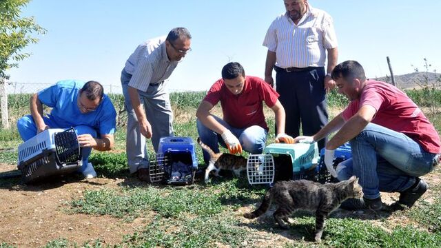 Sahipsiz kedileri 'Fare avcısı' yaptılar