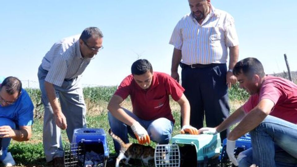 Sahipsiz kedileri 'Fare avcısı' yaptılar