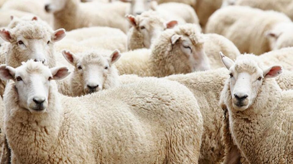 Kurban fiyatları belli oldu!