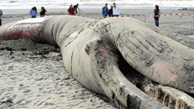 Dev balina sahile vurdu!