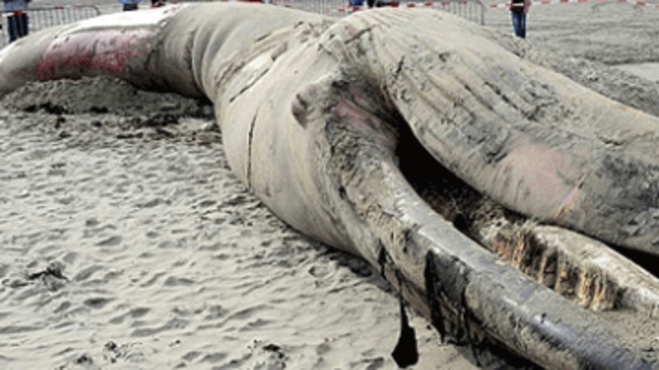 Dev balina sahile vurdu!