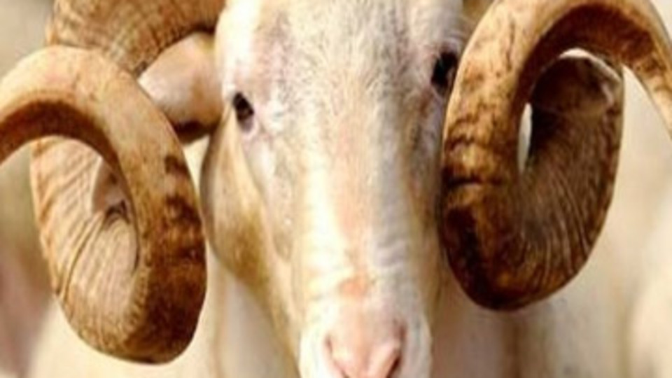 İşte Kızılay'ın kurban fiyatları