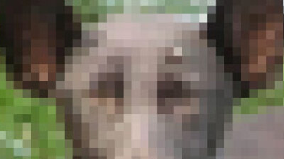 Putin'i kızdıran benzerlik!