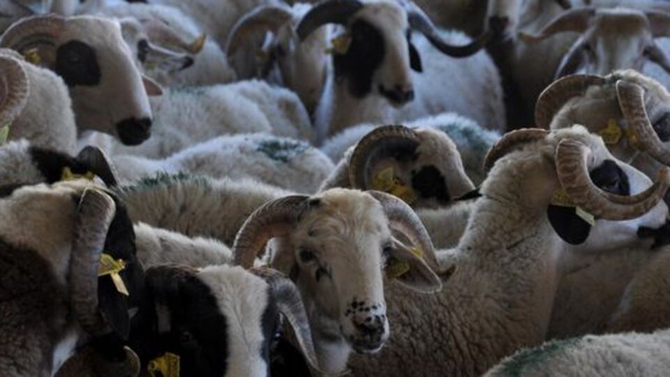 "Mektepli" kurbanlıklar