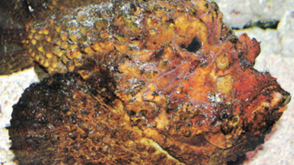 Dokunanı öldüren balık İstanbul'da