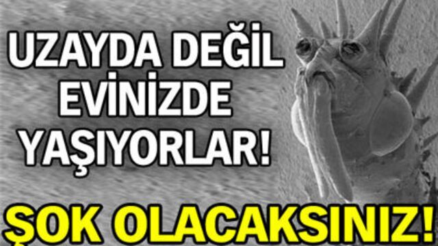 Evimizdeki canavarlar!
