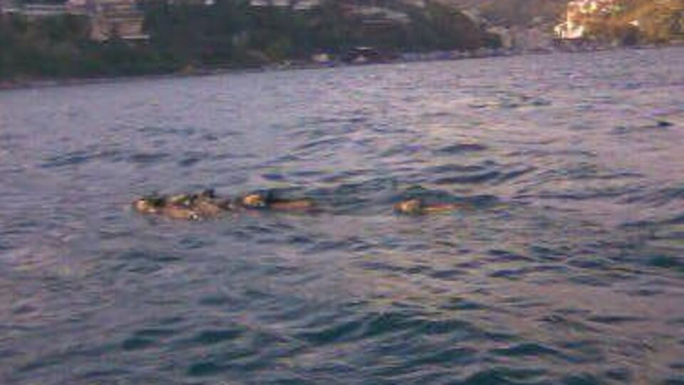 'Terkos'a domuz düştü' asparagasıyla şantaj