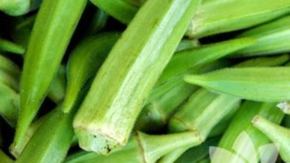 Bamyanın faydaları