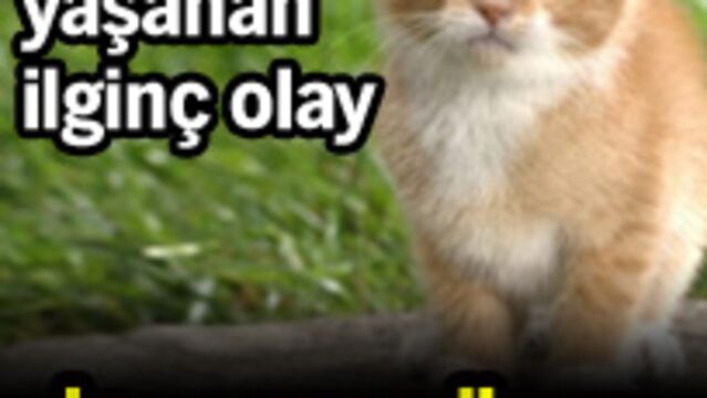 İslam'da özel bir hayvan: Kedi