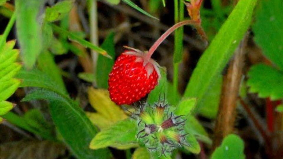 Kanserden koruyan meyve