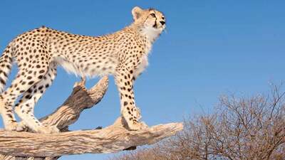 Bir zamanlar Anadolu'da hayvanlar