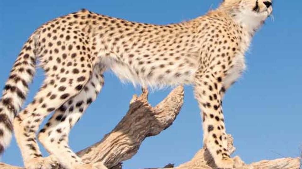 Bir zamanlar Anadolu'da hayvanlar