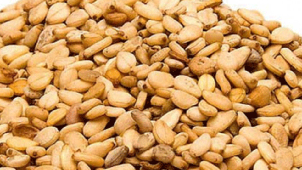 Susam krizi büyüyor!