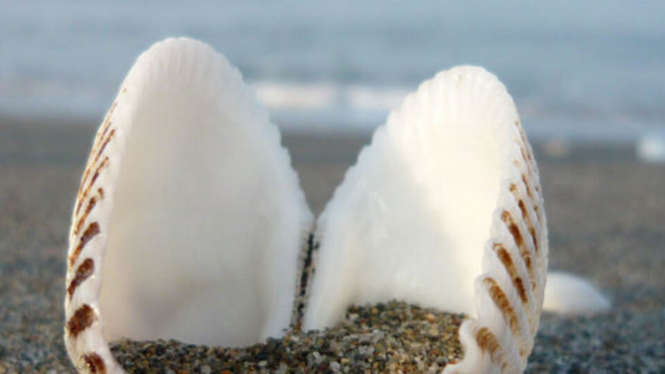 Kum midyesi koruma altında