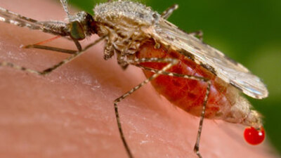 Kan emici böceklere dikkat!