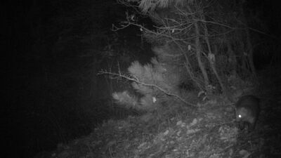 Ankara'da sansar ve vaşak görüntülendi