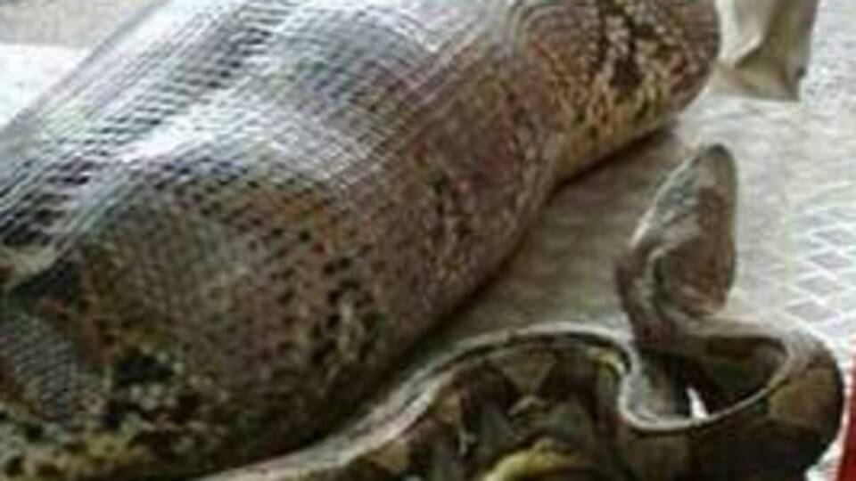 Dev piton insan yuttu