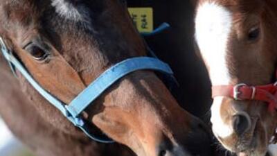 At yarışlarına yeni model!