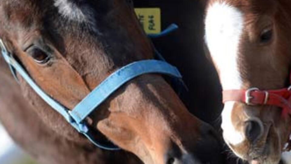 At yarışlarına yeni model!