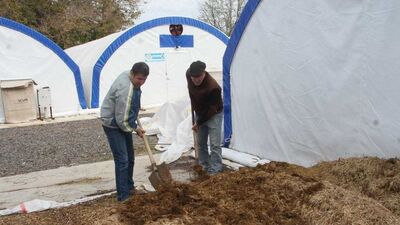 Ayvalık istiridye mantarıyla kalkınacak!