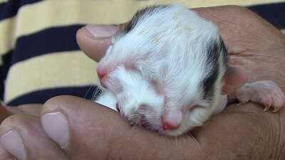 Hatay'da "iki yüzlü kedi" doğdu