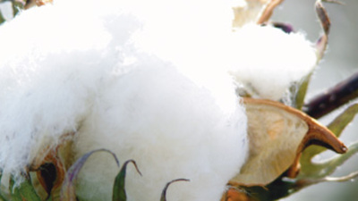 Pamuk diyetiyle gelen büyük tehlike!