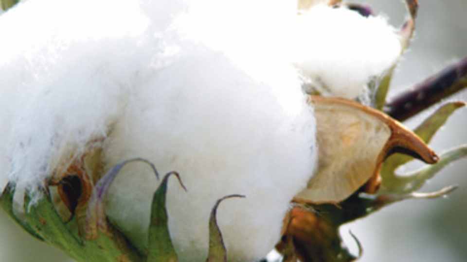 Pamuk diyetiyle gelen büyük tehlike!