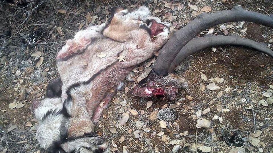 Leopar, Vaşak, şimdi de...