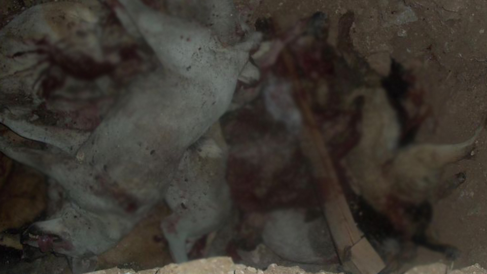 Uşak'ta inanılmaz katliam!