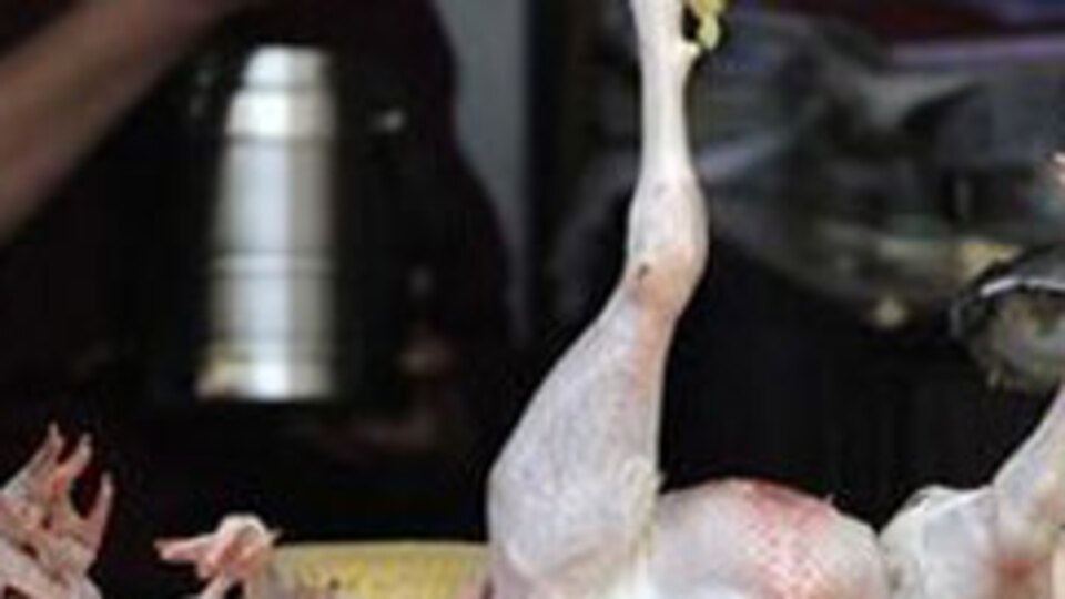 Kuş gribi paniği!